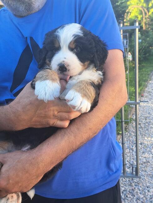 Szczeniaczki berneńskie.RodziceFCI!!