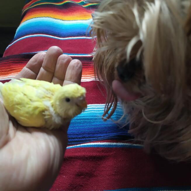 Papużki faliste do sprzedania