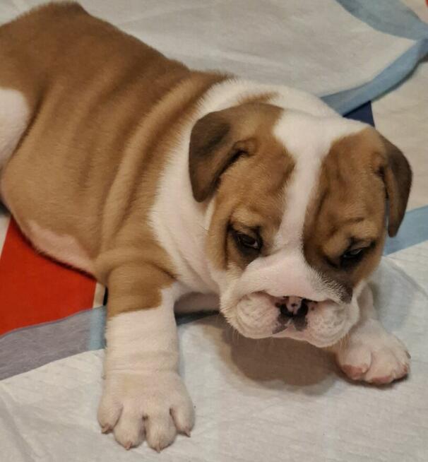 Buldog angielski piękny piesek FCI
