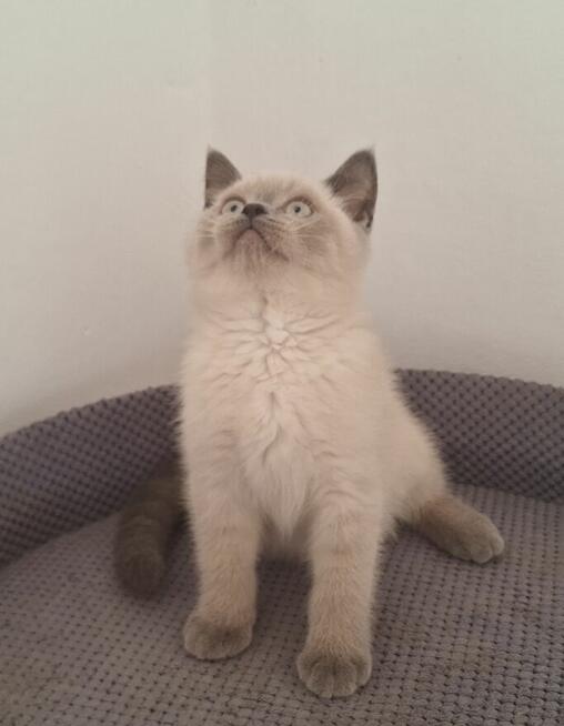 Kot brytyjski niebieski point, niebieskie oczka