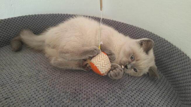 Kot brytyjski niebieski point, niebieskie oczka