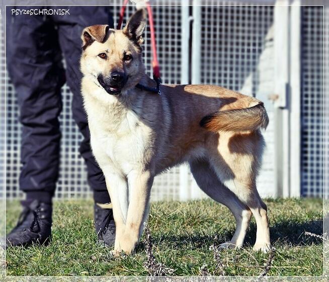 Frytka – uśmiechnięta od klapniętego ucha do ogona