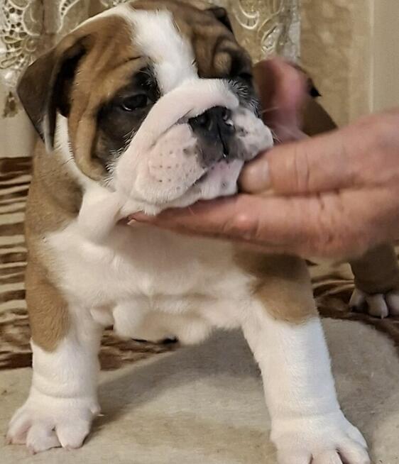 Buldog angielski piękny piesek FCI