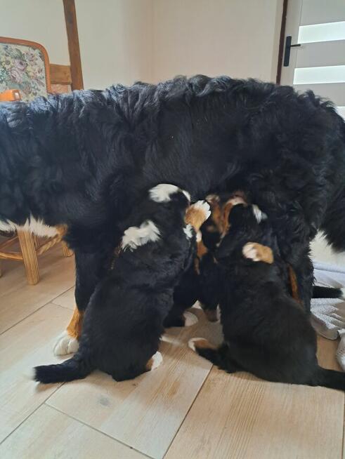 Szczeniaczki berneńskie.RodziceFCI!!