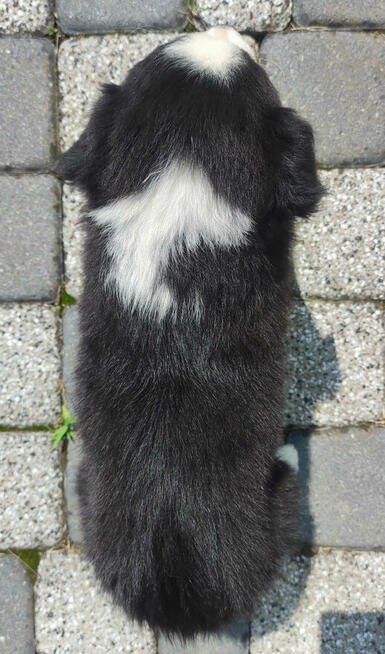 BORDER COLLIE z Hodowli - Rasowy pies z pełną dok.