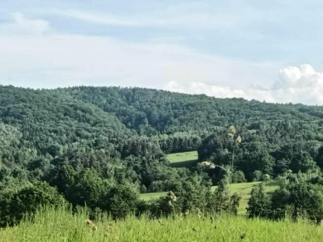 Las w Lipnicy Dolnej - 6 hektarów