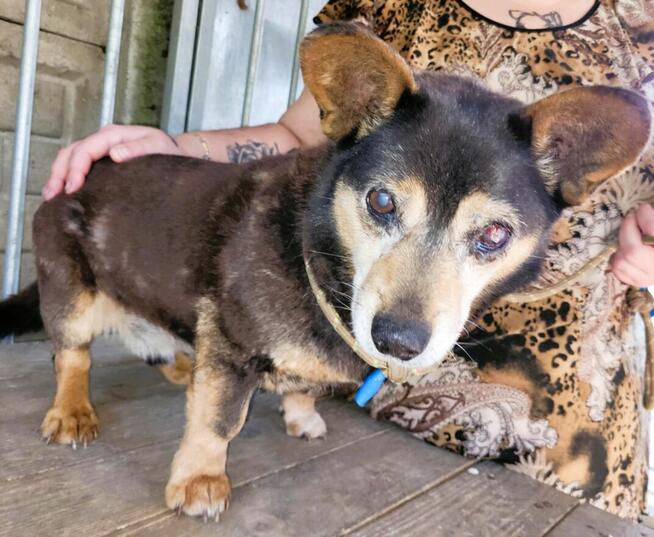 PIRACIK - skrajnie zaniedbany seniorek błaga o ratunek!