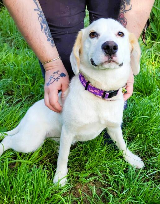 BEZA - piękny, delikatna sunia szuka domu