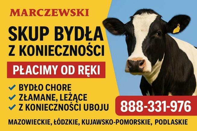 Skup bydła nienadającego się do chowu