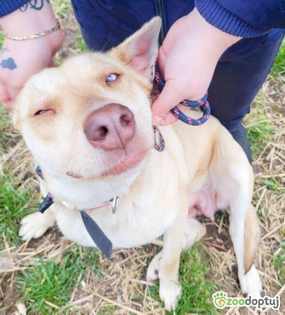 FIONA - piękna sunia z kolorowymi oczami szuka domu