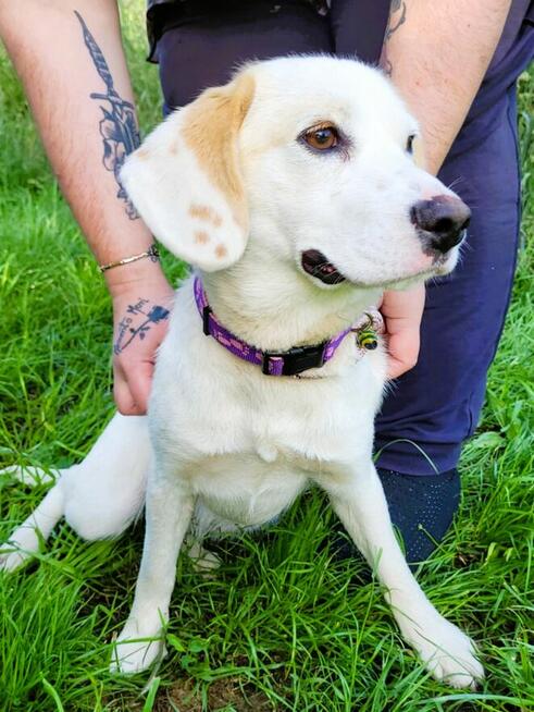 BEZA - piękny, delikatna sunia szuka domu