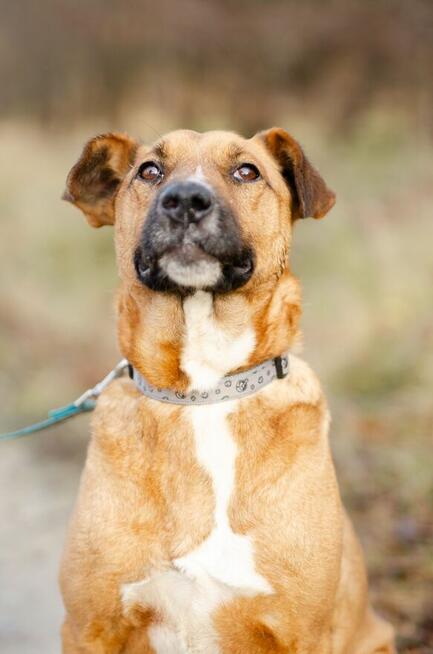 Fantastyczny Doniu szuka kochającego domu!