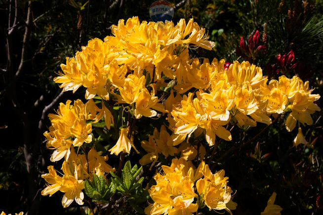 Duży dom wolnostojący z pięknym ogrodem w Łodzi