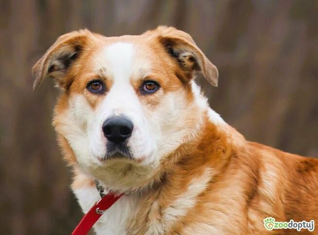 CEZAR - piękny, młody psiak szuka domu