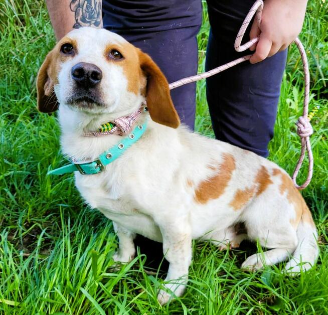 BINGO - piękny, wrażliwy mix basseta z beaglem szuka domu