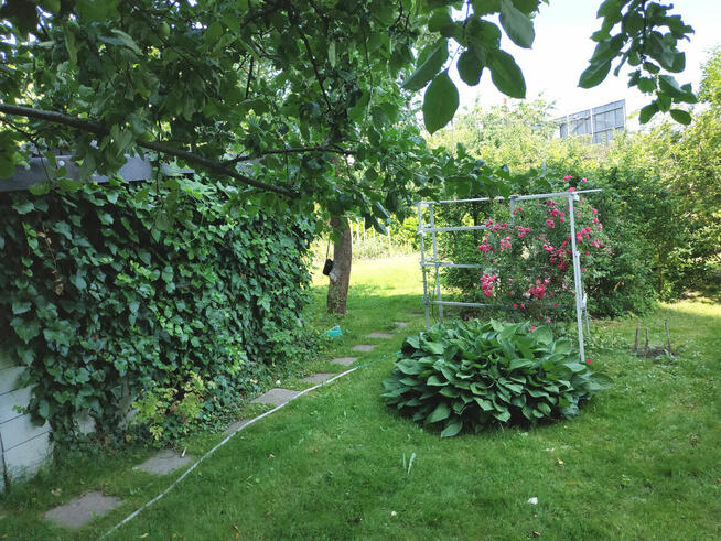 Odstąpię prawo do działki ROD