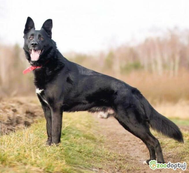 MIŁEK - piękny psiak w typie czarnego owczarka szuka domu