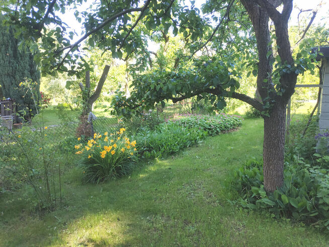 Odstąpię prawo do działki ROD