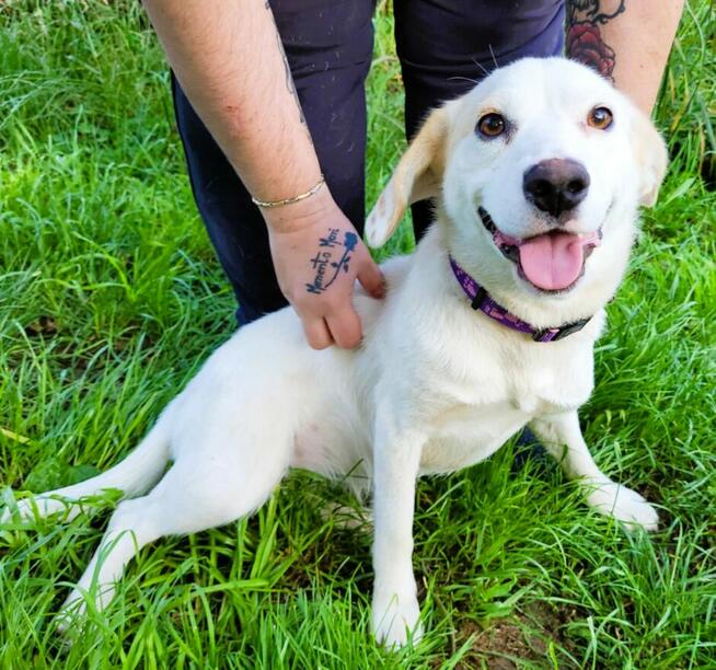 BEZA - piękny, delikatna sunia szuka domu