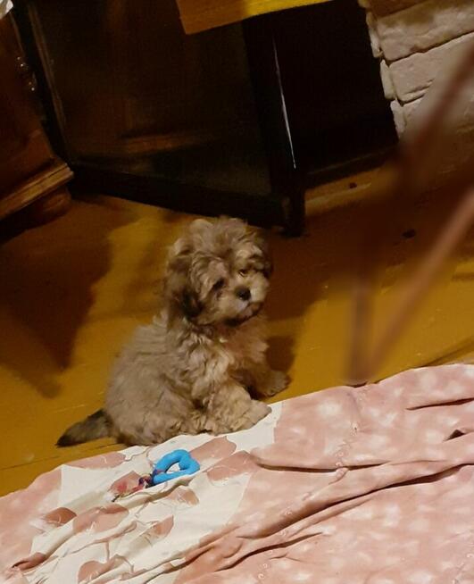 Malshi maltanczyk-shih tzu
