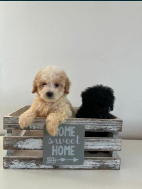 Sprzedam suczke maltipoo