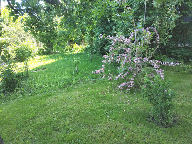 Odstąpię prawo do działki ROD