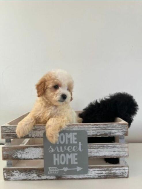 Sprzedam suczke maltipoo