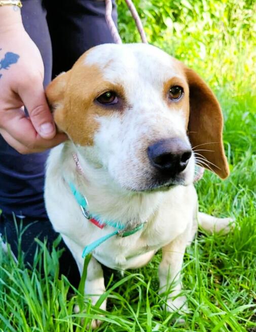 BINGO - piękny, wrażliwy mix basseta z beaglem szuka domu