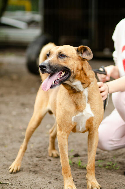 Fantastyczny Doniu szuka kochającego domu!