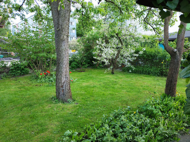 Odstąpię prawo do działki ROD