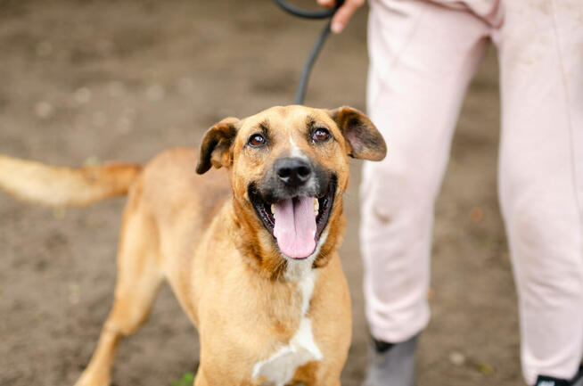 Fantastyczny Doniu szuka kochającego domu!