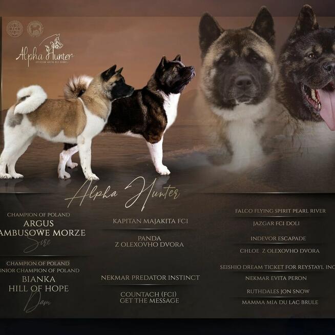 Akita Amerykańska szczeniak