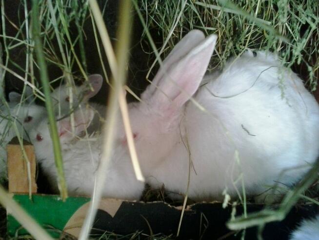 Króliki młode z matką