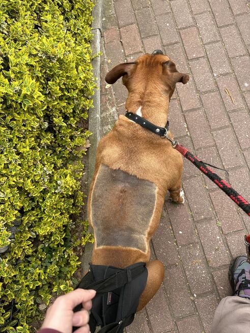 Zbiórka na leczenie Wegi