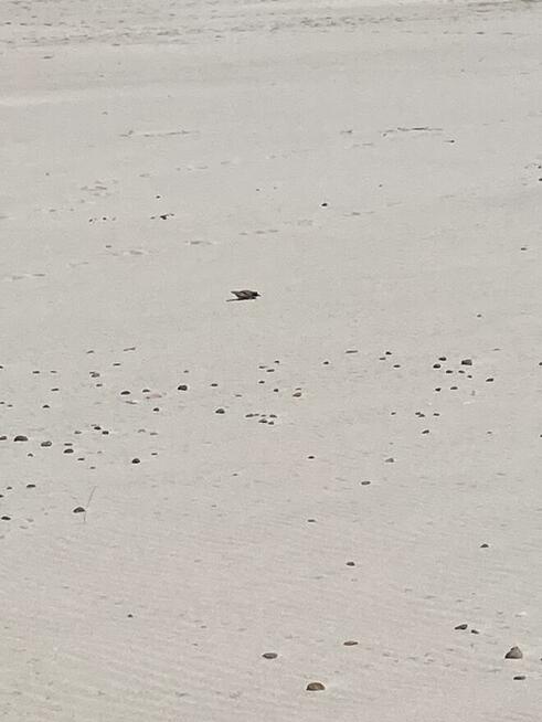 Piasek budowlany zagęszczalny, pospółka, zasypka z dowozem