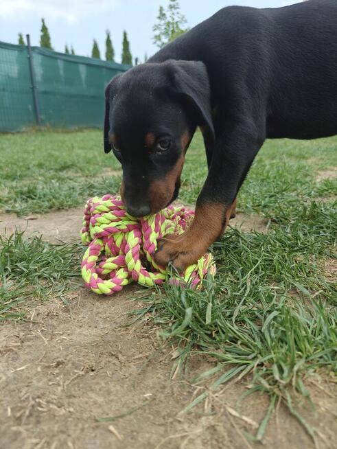 Szczenięta dobermana FCI po Championie z b. dobrym rodowodem