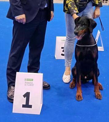 Szczenięta dobermana FCI po Championie z b. dobrym rodowodem