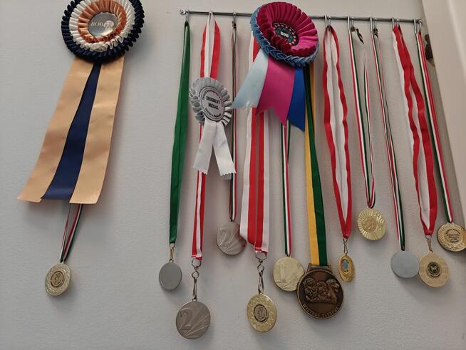 Szczenięta dobermana FCI po Championie z b. dobrym rodowodem