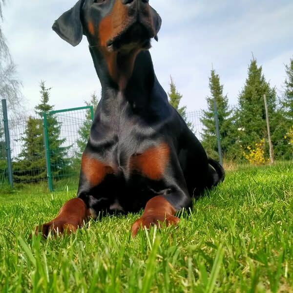 Szczenięta dobermana FCI po Championie z b. dobrym rodowodem