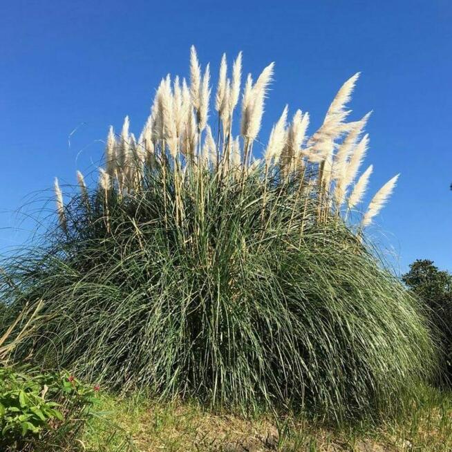 Trawa Pampasowa Pumila – Duża, Dekoracyjna Sadzonka