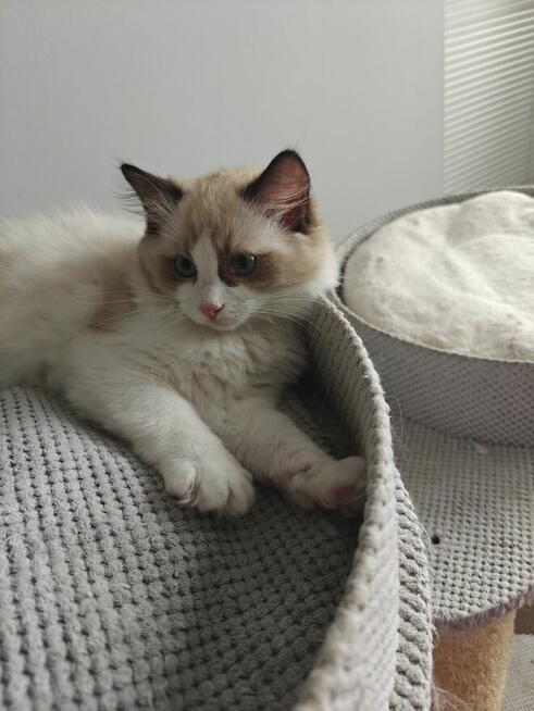 Ragdolle kwintesencja rasy, Rodowód FPL, hodowla 11 lat