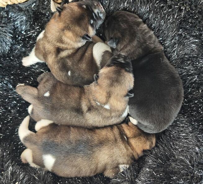 Akita Amerykańska szczeniak