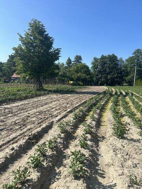 Działka rolna 21 arów Giebułtów gmina Wielka Wieś
