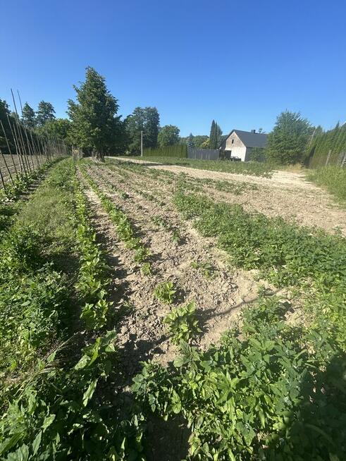 Działka rolna 21 arów Giebułtów gmina Wielka Wieś