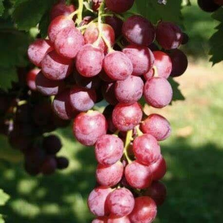 Winogrono Svenson Red – Sadzonka owocującej winorośli