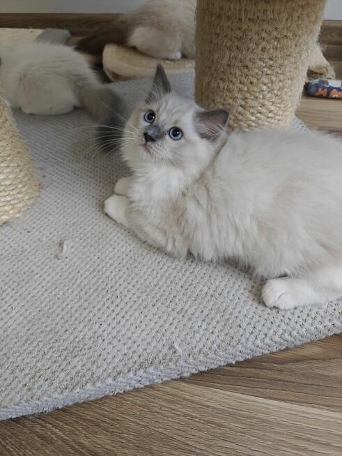 Ragdolle kwintesencja rasy, Rodowód FPL, hodowla 11 lat