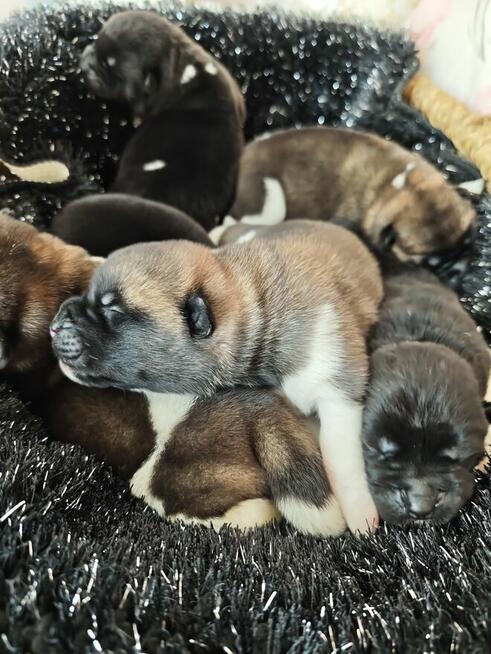 Akita Amerykańska szczeniak