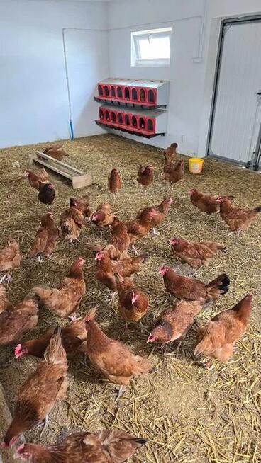 Jajka wiejskie od kur z wolnego wybiegu