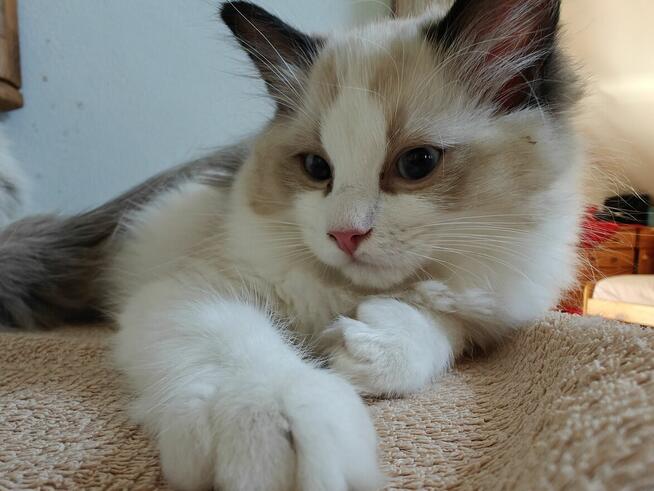 Ragdolle kwintesencja rasy, Rodowód FPL, hodowla 11 lat