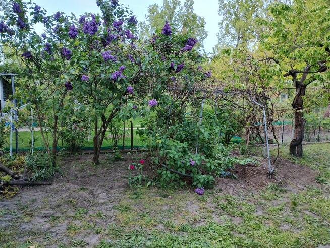 Działka ROD Warszawa Rembertów